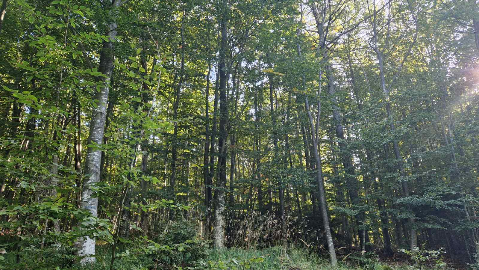 Европейската мебелна индустрия призовава ЕК да отложи прилагането на Регламента за обезлесяване